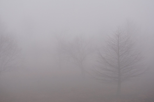 Fog 12112015-trees